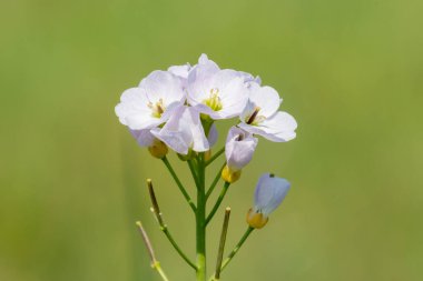 Çiçek açmış bir guguk kuşunun (cardamine pratensis) kapanışı