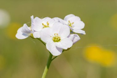 Çiçek açmış bir guguk kuşunun (cardamine pratensis) kapanışı