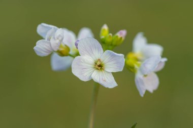 Çiçek açmış bir guguk kuşunun (cardamine pratensis) kapanışı