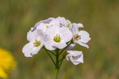 Çiçek açmış bir guguk kuşunun (cardamine pratensis) kapanışı