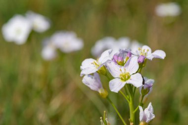 Çiçek açmış bir guguk kuşunun (cardamine pratensis) kapanışı
