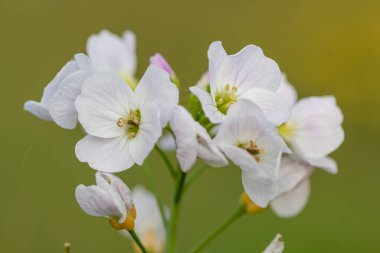 Çiçek açmış bir guguk kuşunun (cardamine pratensis) kapanışı