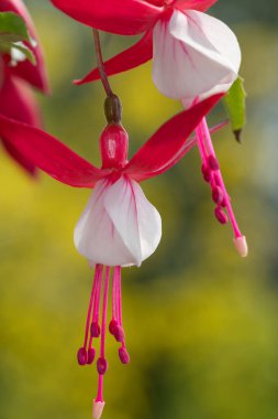 Çiçek açmış pembe ve beyaz fuşyalara yakın.