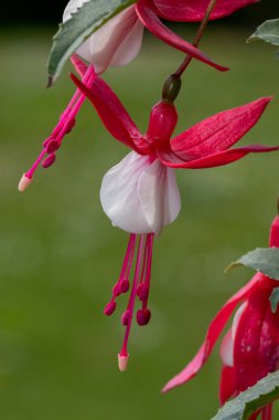 Çiçek açmış pembe ve beyaz fuşyalara yakın.