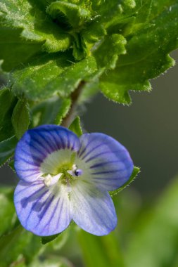 Yaygın bir Speedwell (veronica arvensis) makro çekimi