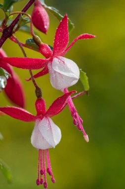Çiçek açmış pembe ve beyaz fuşyalara yakın.