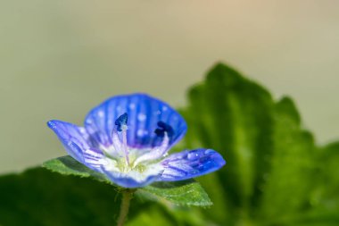 Yaygın bir Speedwell (veronica arvensis) makro çekimi