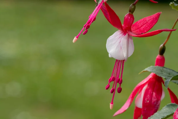 Närbild Rosa Och Vita Fuchsior Blom — Stockfoto