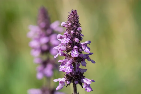 一株盛开的沼泽刺猬 Stachys Palustris 花的关闭 — 图库照片