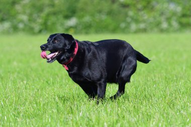 Genç, siyah bir Labrador av köpeğinin bir tarlada koşarken ki görüntüsü.