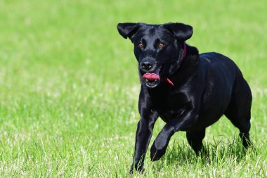 Genç, siyah bir Labrador av köpeğinin bir tarlada koşarken ki görüntüsü.