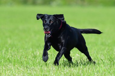 Bir tarlada koşan genç siyah bir Labrador 'un aksiyon çekimi