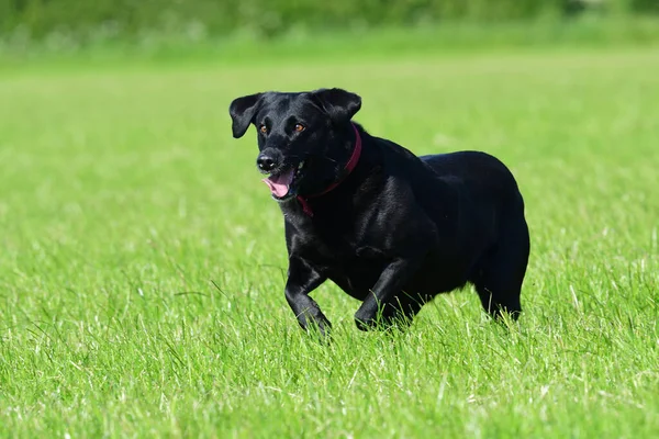 Action Shot Van Een Jonge Zwarte Labrador Retriever Die Door — Stockfoto