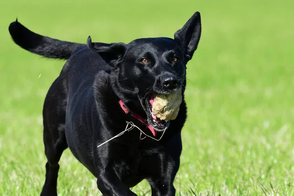 Foto Acción Joven Labrador Retriever Negro Corriendo Por Campo Con —  Fotos de Stock