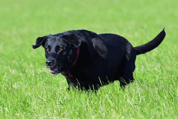 Foto Acción Joven Labrador Negro Corriendo Por Campo —  Fotos de Stock