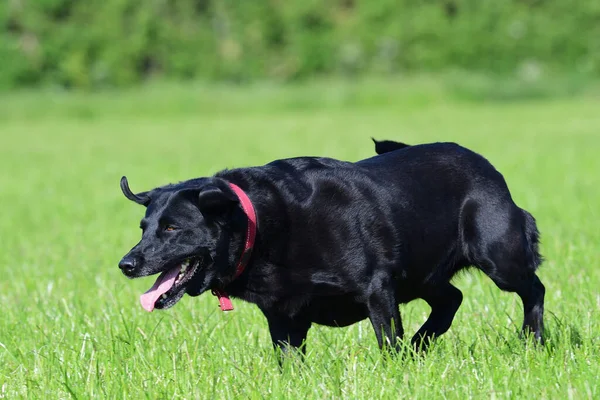 Foto Acción Joven Labrador Negro Corriendo Por Campo —  Fotos de Stock