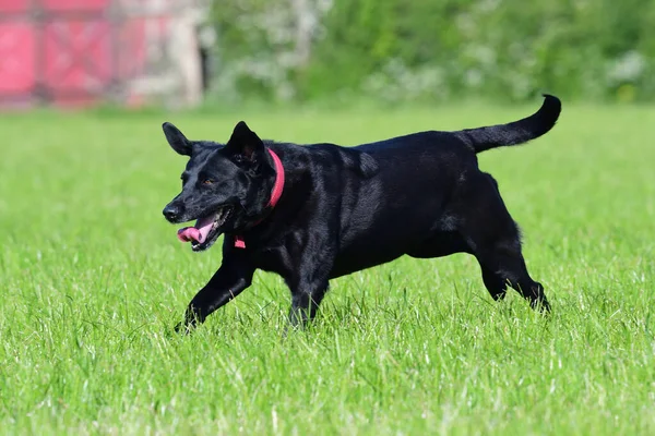 Action Shot Van Een Jonge Zwarte Labrador Rennend Door Een — Stockfoto
