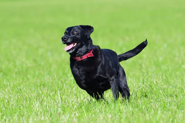 Foto Acción Joven Labrador Negro Corriendo Por Campo —  Fotos de Stock