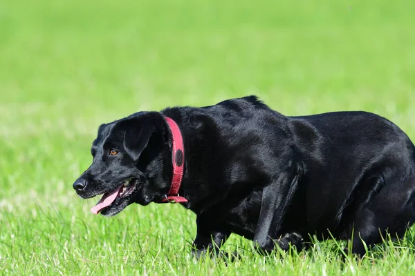 Foto Acción Joven Labrador Negro Corriendo Por Campo —  Fotos de Stock