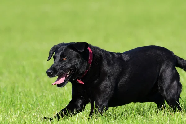 Primer Plano Joven Labrador Negro Corriendo Por Campo —  Fotos de Stock