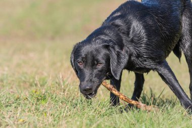 Çubukla oynayan siyah bir Labrador köpeğinin portresi.