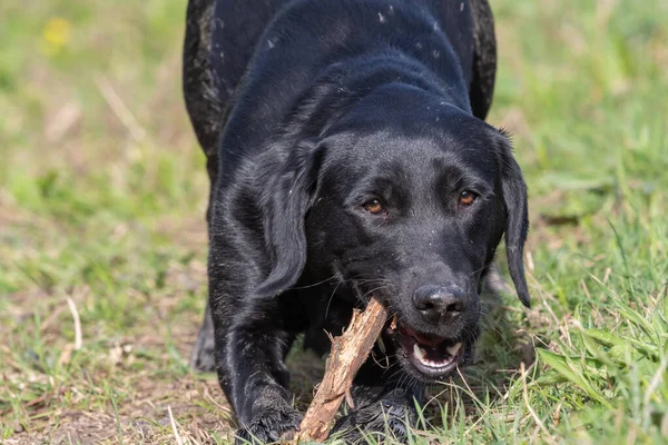 Retrato Cachorro Labrador Negro Jugando Con Palo —  Fotos de Stock