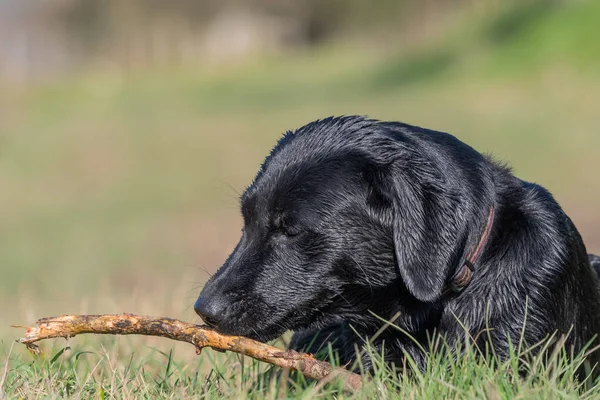 湿透了的黑色拉布拉多犬用棍子玩耍的肖像 — 图库照片