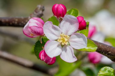 Çiçek açmış elma çiçeğinin makro çekimi.