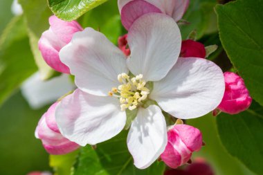 Çiçek açmış elma çiçeğinin makro çekimi.