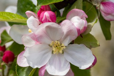 Çiçek açmış elma çiçeğinin makro çekimi.