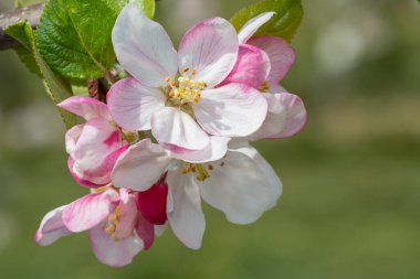 Çiçek açmış elma çiçeğinin makro çekimi.