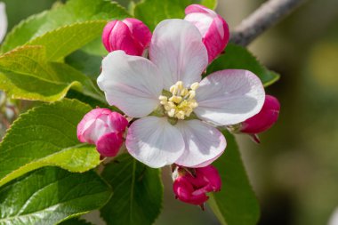 Çiçek açmış elma çiçeğinin makro çekimi.