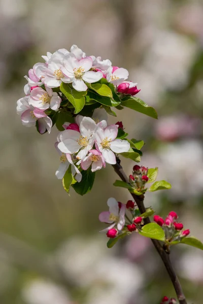 Gros Plan Une Branche Fleur Pomme — Photo