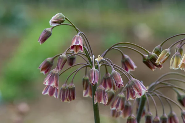 Zbliżenie Lilii Miodnej Sikulum Allium Roślin Kwiatach — Zdjęcie stockowe