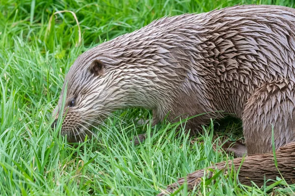 Primer Plano Una Nutria Común Lutra Lutra Comiendo Pescado —  Fotos de Stock