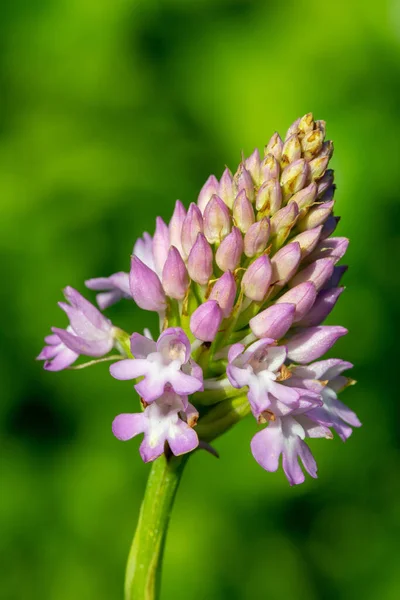 Detailní Záběr Pyramidové Orchideje Anacamptis Pyramidalis Rozkvětu — Stock fotografie