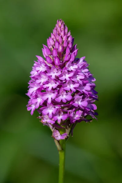 Detailní Záběr Pyramidové Orchideje Anacamptis Pyramidalis Rozkvětu — Stock fotografie