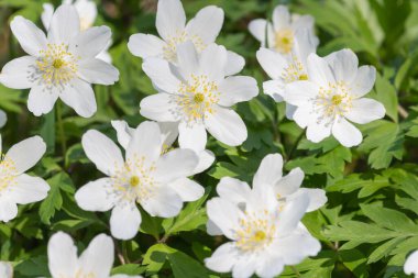 Ağaç şakayığının (şakayık nemorosa) çiçekleri çiçek açarken kapat