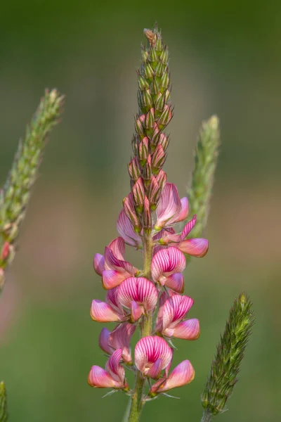 Close Uma Flor Comum Sainfoin Onobrychis Viciifolia Flor — Fotografia de Stock