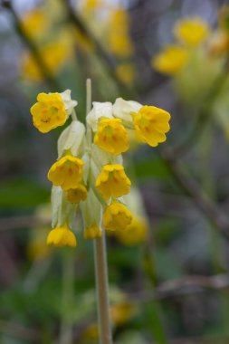 Çiçek açarken yaygın inek kaymalarına (primula veris) yakınlaş