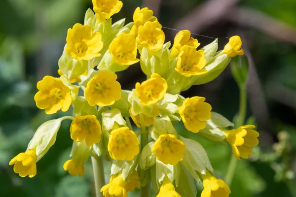 Közeli Kép Közönséges Tehéncsúszdák Primula Veris Virágzik — Stock Fotó