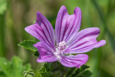 Çiçek açan yaygın bir yaban ördeğinin (malva sylvestris) kapağını kapat
