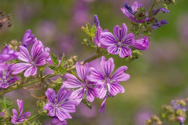 Çiçeklerin açtığı yaygın yosun (malva sylvestris) çiçeklerini kapat