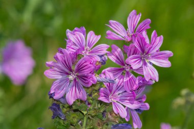 Çiçeklerin açtığı yaygın yosun (malva sylvestris) çiçeklerini kapat