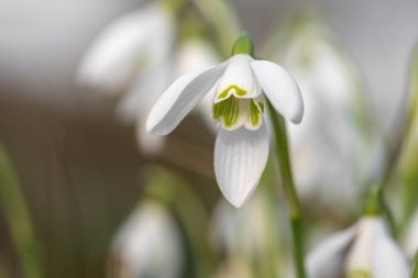 Kardamlalarına (galanthus nivalis) yaklaşın.