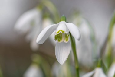 Kardamlalarına (galanthus nivalis) yaklaşın.
