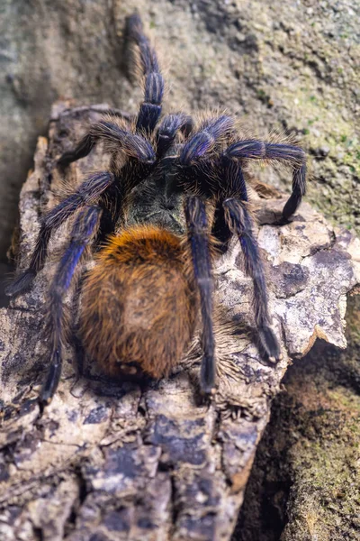 Close Uma Garrafa Verde Tarântula Azul Chromatopelma Cyaneopubescens Cativeiro — Fotografia de Stock