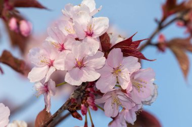 Pembe kiraz çiçeklerine yaklaş