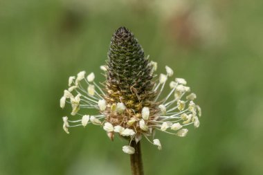 Dar yapraklı bir bitkinin makro görüntüsü (bitkisel lanceolata)