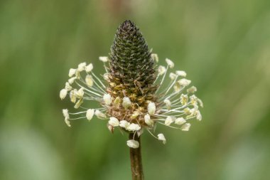 Bir kaburga otunun makro çekimi (bitkisel lanceolata) bitkisi